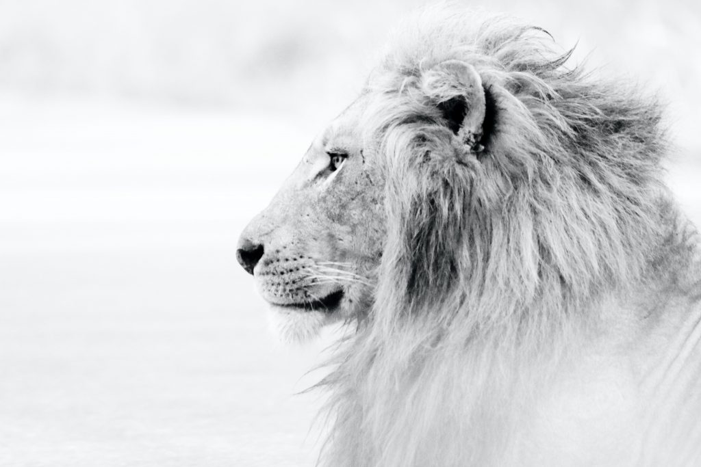 brave lion