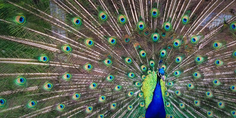 peacock showing confidence